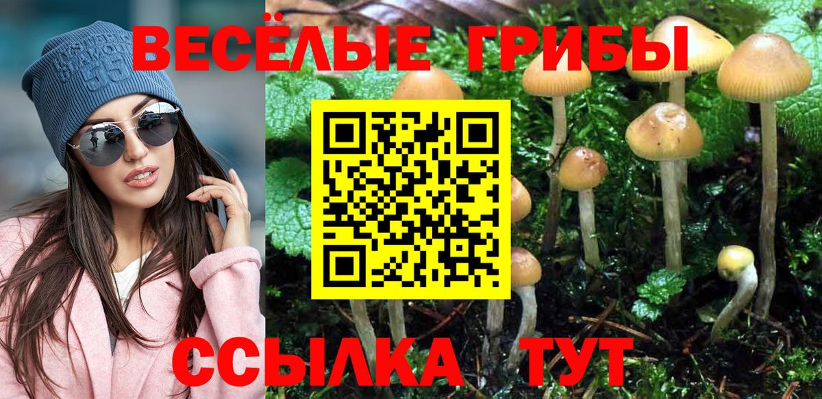 Кингисепп  магазин  наркотиков  Псилоцибиновые грибы прущие грибы  Вход с VPN  Галлюциногенные грибы Psilocybe 